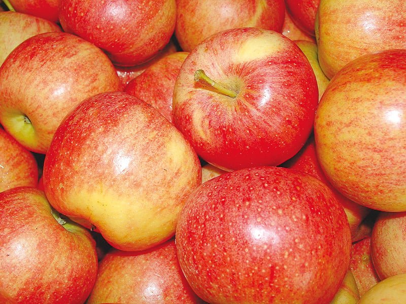 fresh red apples – premium quality farm fresh apples for wholesale supply