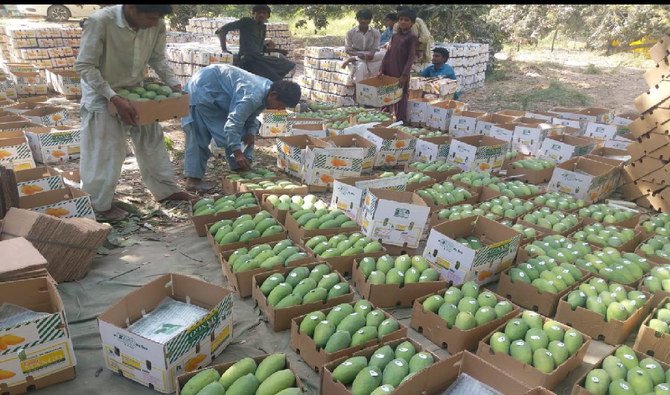 fresh premium mango – sweet & juicy natural mango fruit | wholesale bulk supply