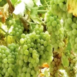 fresh premium quality grapes – sweet & juicy natural grapes | bulk wholesale fruit supplier