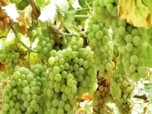 fresh premium quality grapes – sweet & juicy natural grapes | bulk wholesale fruit supplier