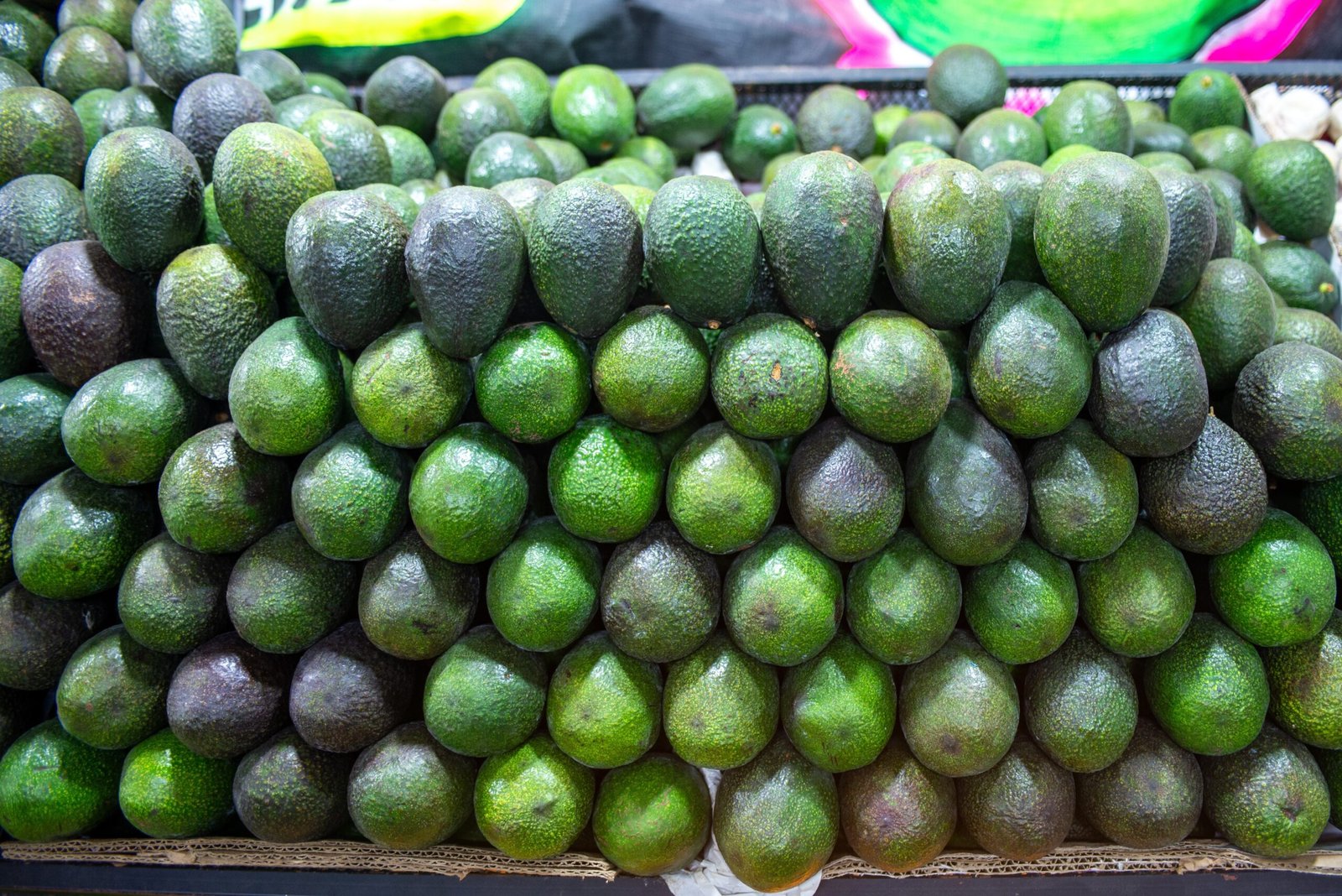 fresh organic avocado – premium quality hass avocado for wholesale supply | bulk fresh avocados