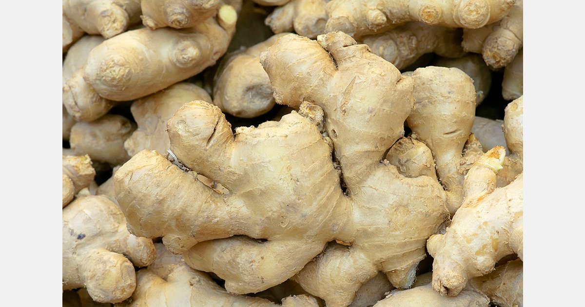 Premium Organic Ginger Root – Fresh Natural Ginger for Cooking, Herbal Tea & Health | Bulk Wholesale Ginger Supplier