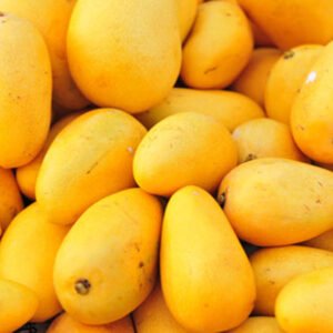 fresh premium mango – sweet & juicy natural mango fruit | wholesale bulk supply