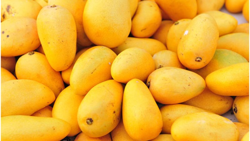 fresh premium mango – sweet & juicy natural mango fruit | wholesale bulk supply