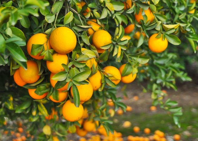 fresh organic oranges – premium quality wholesale fruit