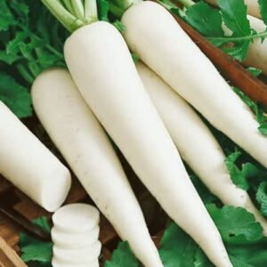 Fresh Organic Radish (Mooli) – Premium Quality Farm Fresh Radish for Wholesale & Bulk Supply