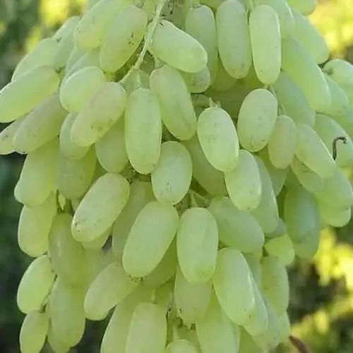 fresh premium quality grapes – sweet & juicy natural grapes | bulk wholesale fruit supplier