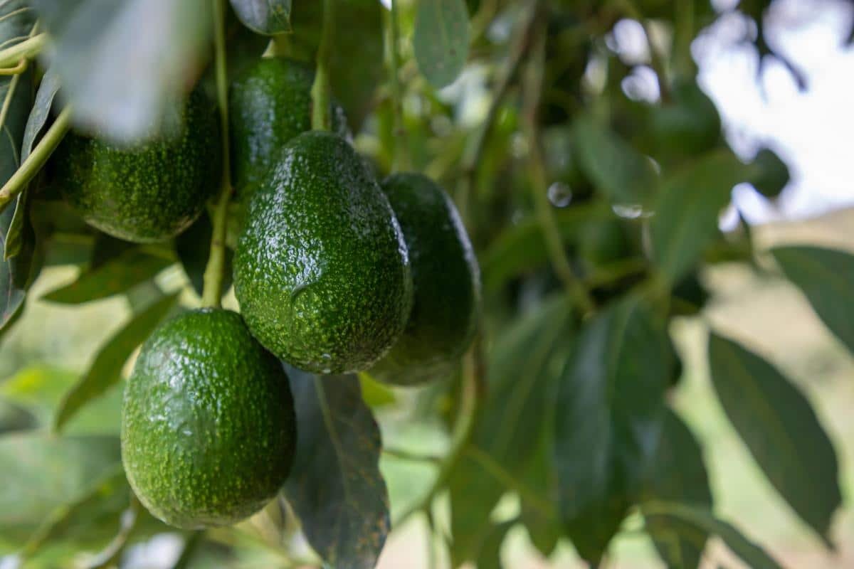 fresh organic avocado – premium quality hass avocado for wholesale supply | bulk fresh avocados