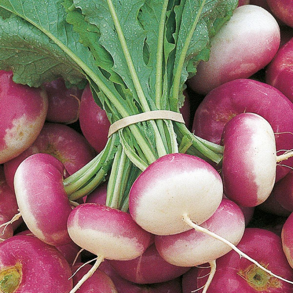 Fresh Organic Turnip – Premium Quality Farm Fresh White Turnips for Wholesale Supply - Image 2
