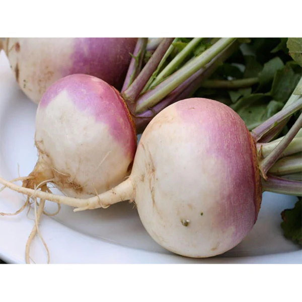 Fresh Organic Turnip – Premium Quality Farm Fresh White Turnips for Wholesale Supply - Image 3