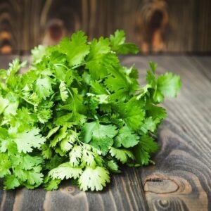 Fresh Coriander Leaves – Premium Quality, Wholesale Bulk Supply