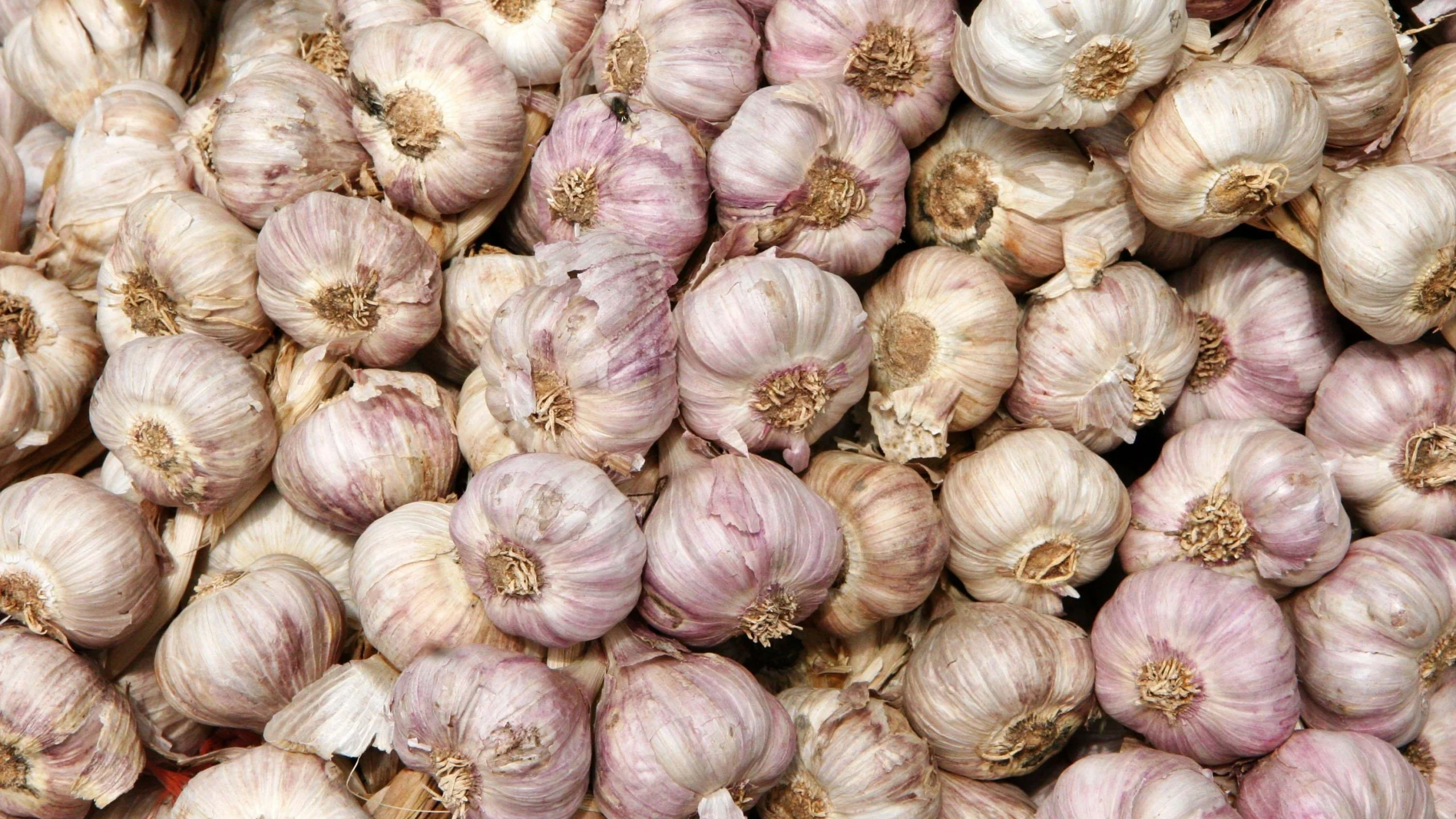 Fresh Garlic Wholesale – Premium Quality Natural Garlic Bulbs for Export & Bulk Supply - Image 3