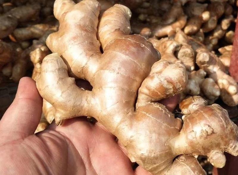 Premium Organic Ginger Root – Fresh Natural Ginger for Cooking, Herbal Tea & Health | Bulk Wholesale Ginger Supplier - Image 2