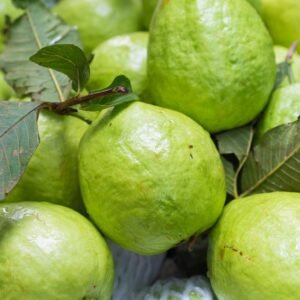 fresh farm guava – premium quality natural guava fruit | wholesale bulk supply