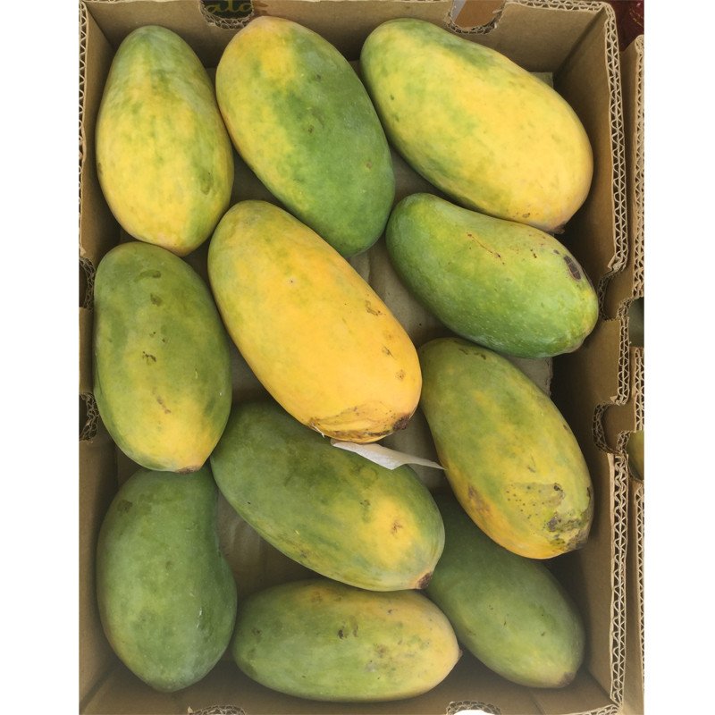 fresh premium mango – sweet & juicy natural mango fruit | wholesale bulk supply