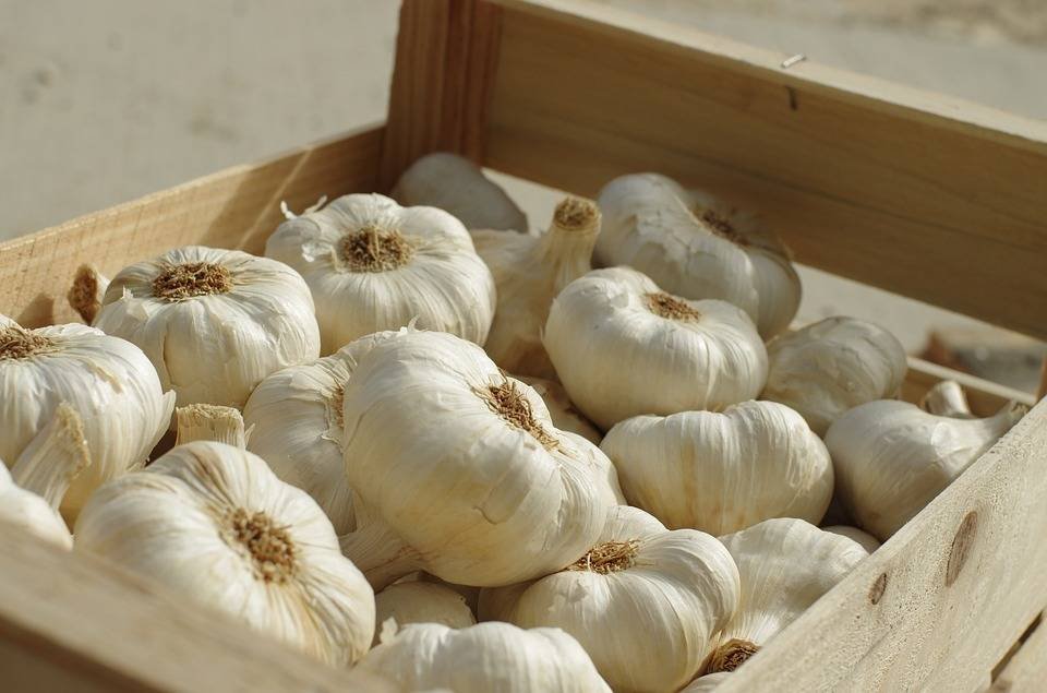 Fresh Garlic Wholesale – Premium Quality Natural Garlic Bulbs for Export & Bulk Supply - Image 2